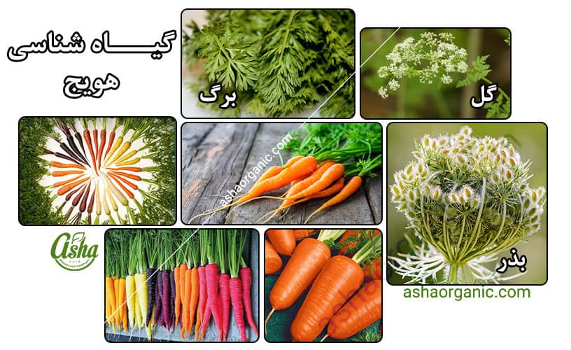 خواص هویج در طب سنتی 