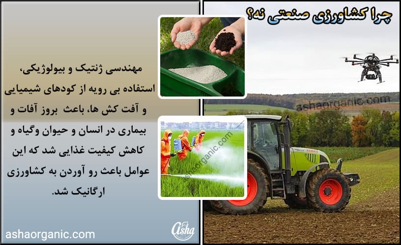 کشاورزی ارگانیک برای تولید غذای سالم