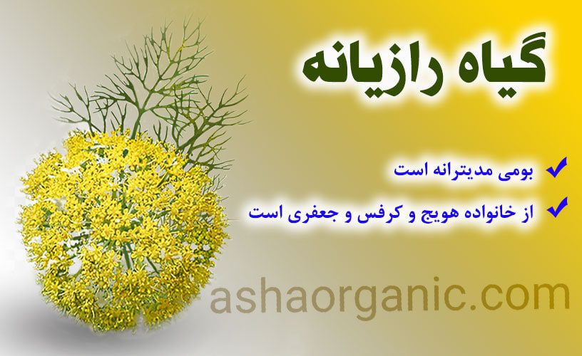 عصاره رازیانه خوراکی