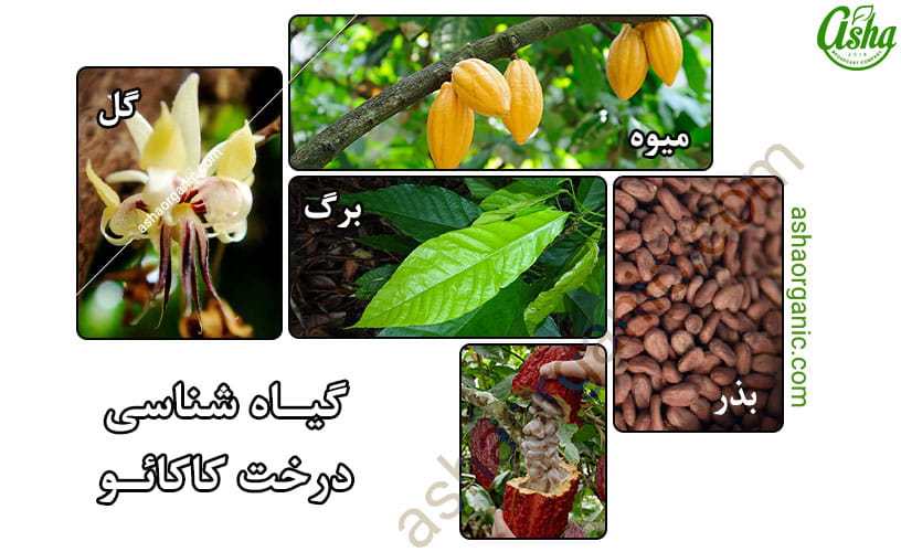 خواص پودر کاکائو چیست؟