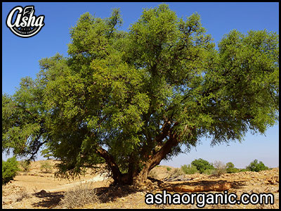 درخت آرگان در مراکش