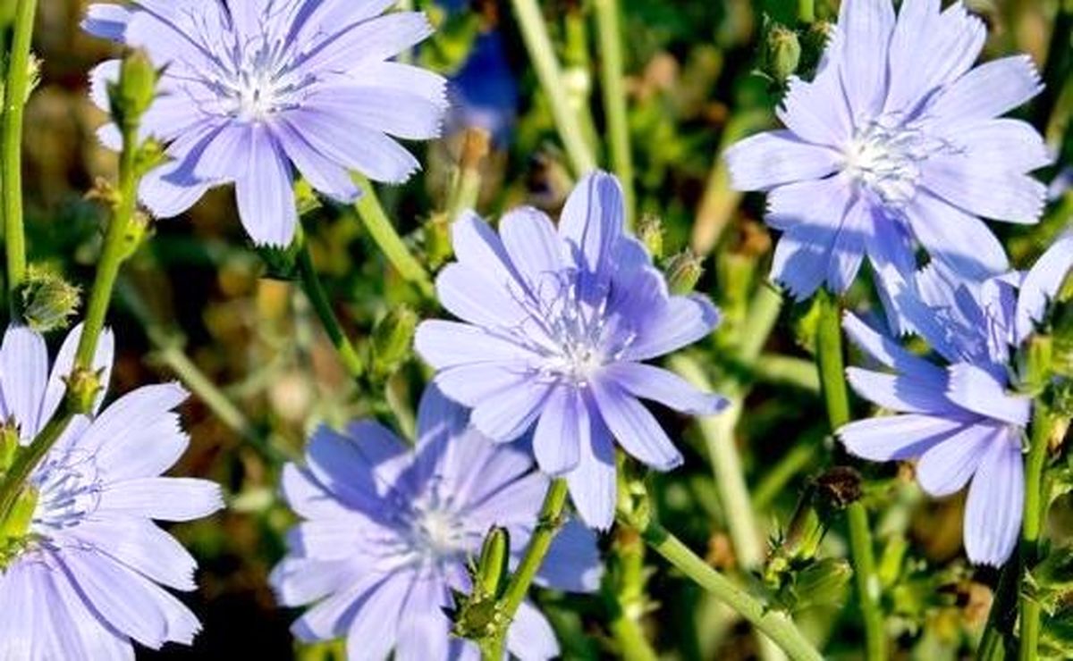 گیاه کاسنی خشک