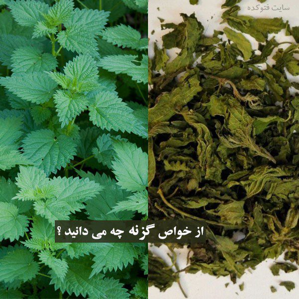 گیاه خشک گزنه