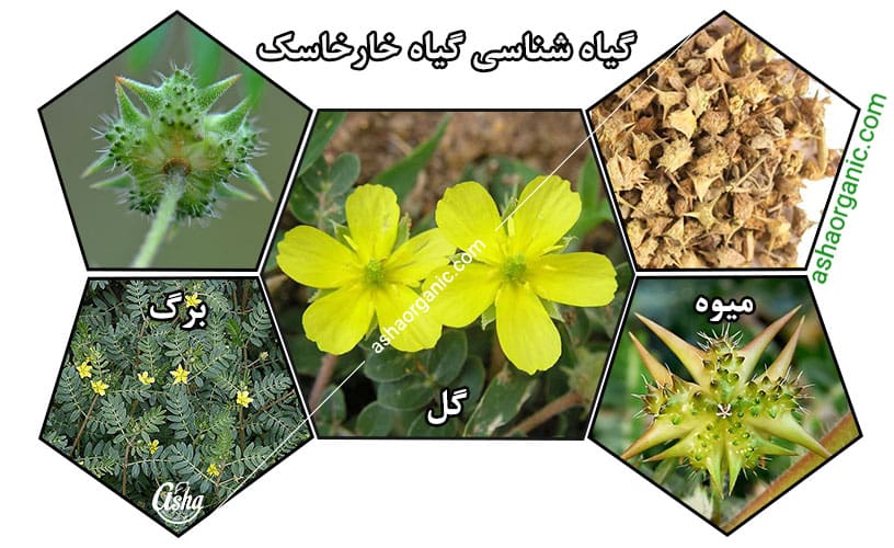 گیاه خارخاسک