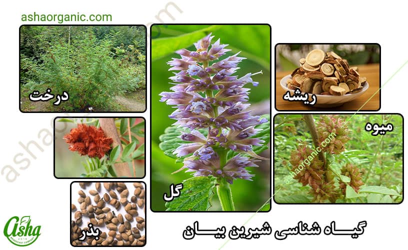 گیاه شناسی شیرین بیان