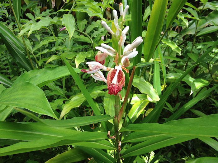 گیاه خشک هل