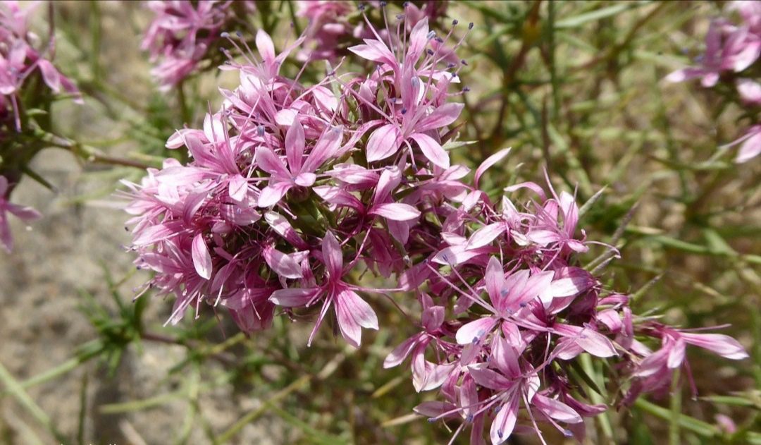 گیاه خشک چوبک