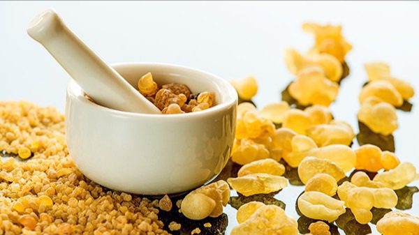 گیاه خشک کندر