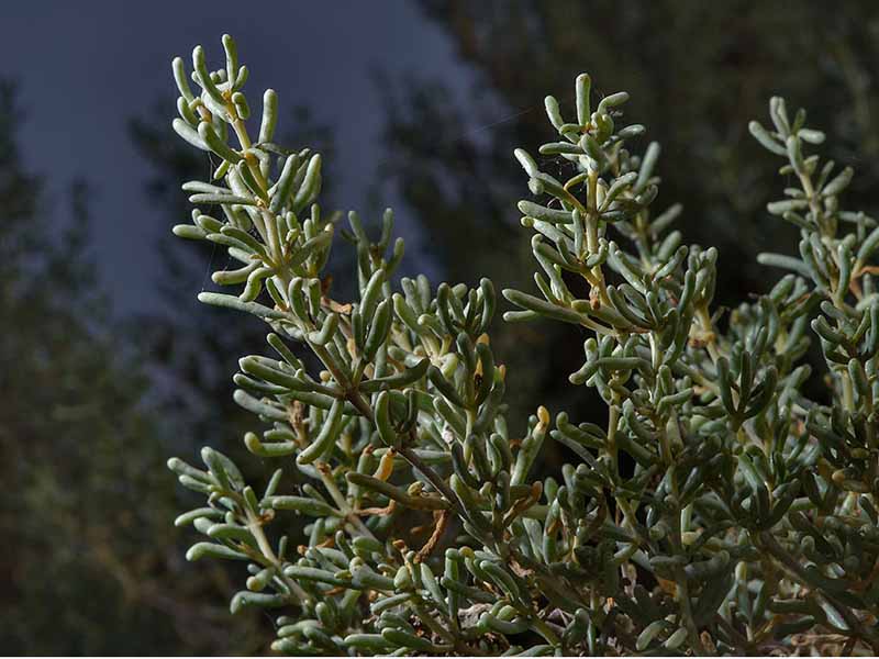 گیاه خشک چوبک