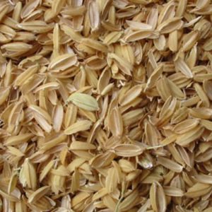 گیاه خشک شلتوک برنج