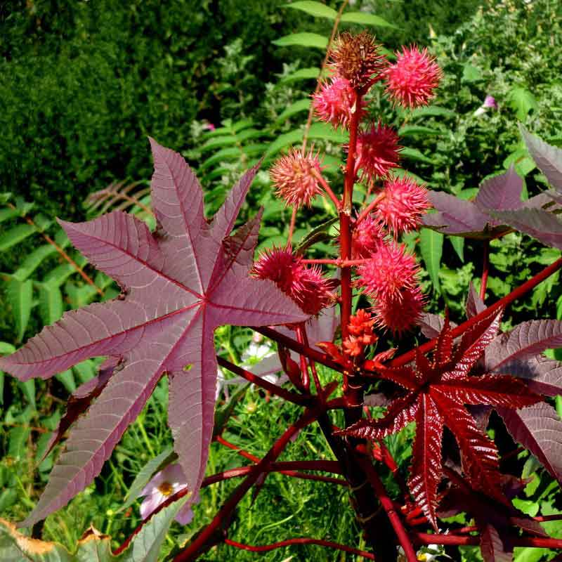 گیاه خشک کرچک