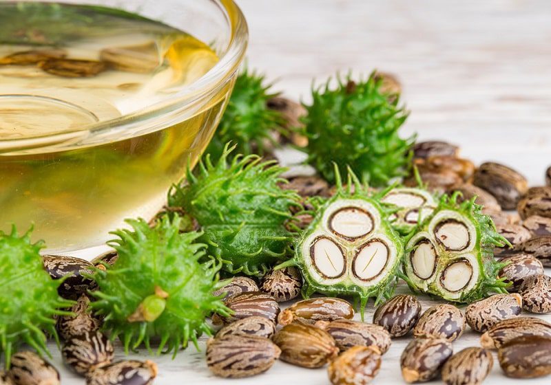 گیاه خشک کرچک